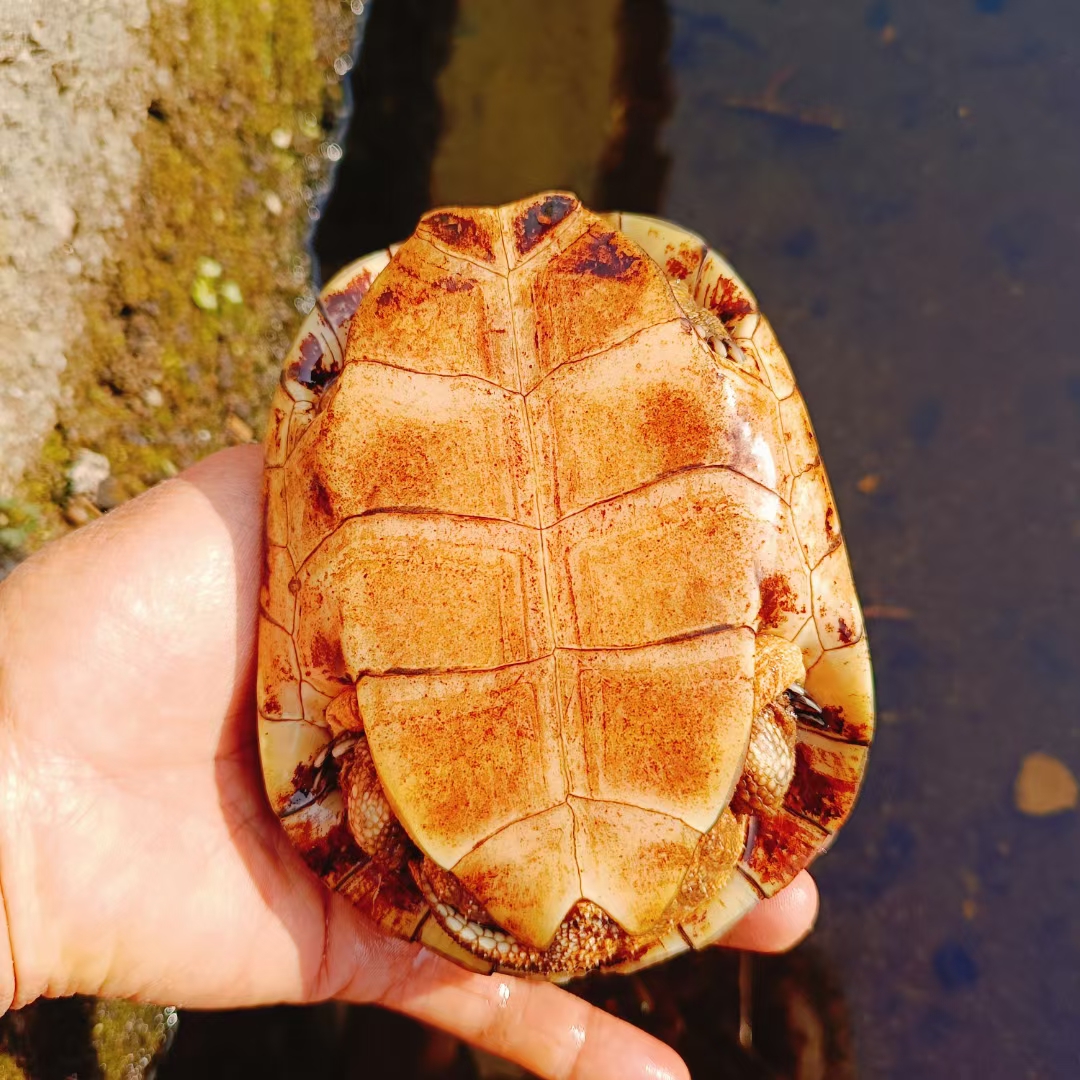 [三黄小青] 池州喉-梅子龟园