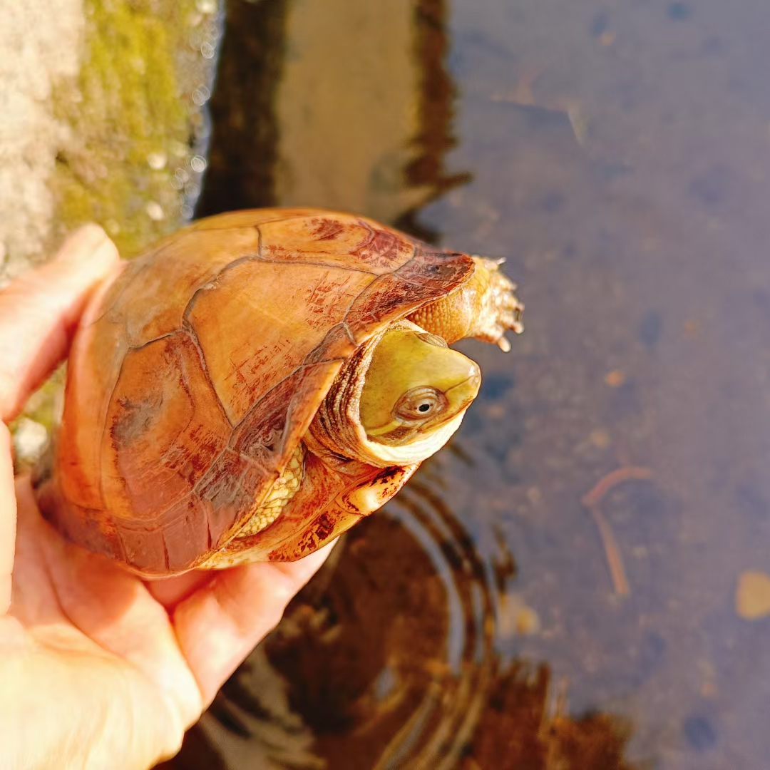 [三黄小青] 池州喉-梅子龟园
