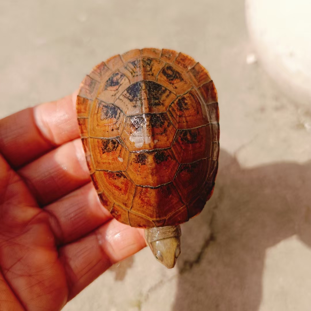 [三黄小青] 池州喉-梅子龟园