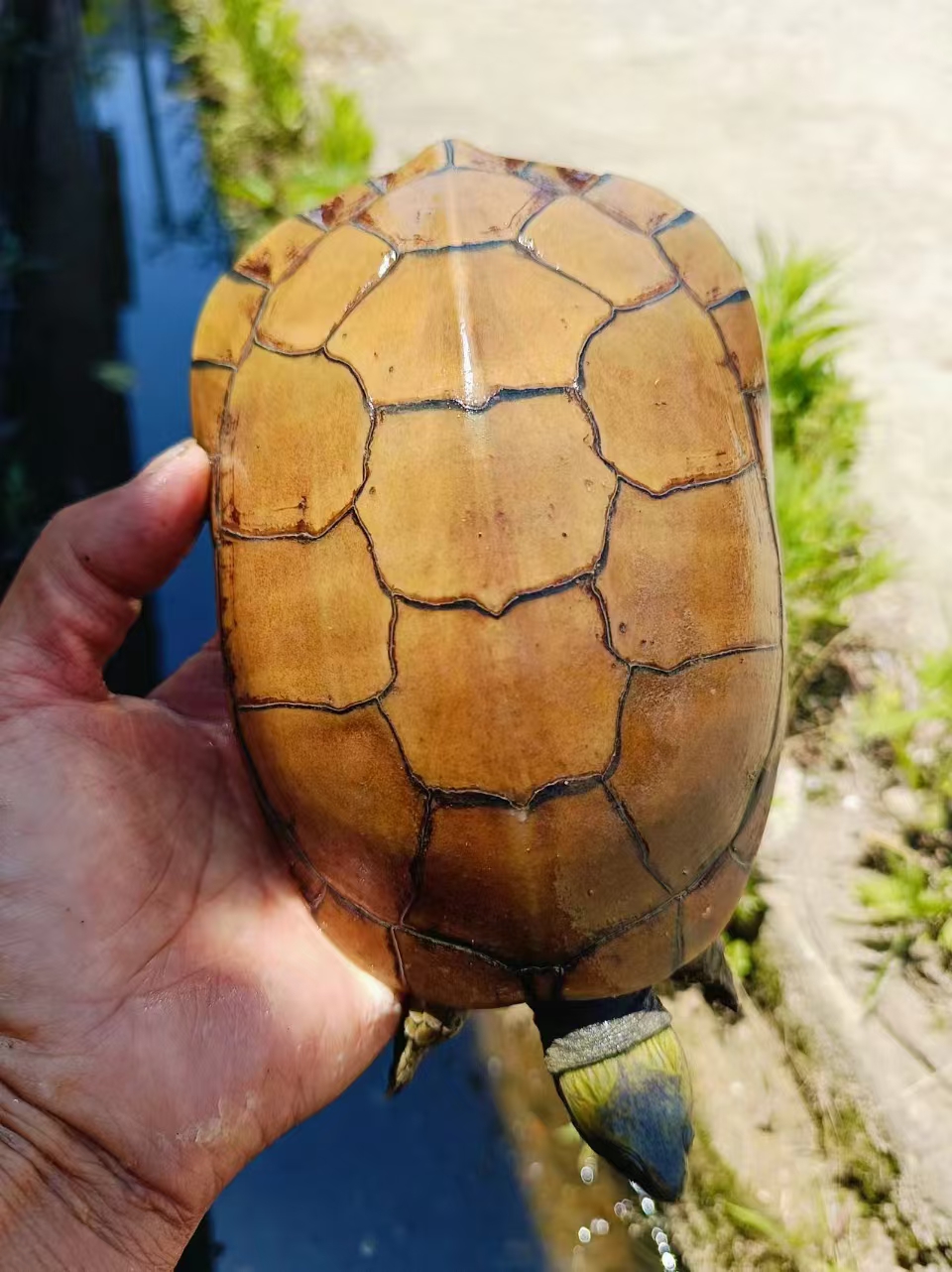 [三黄小青] 池州喉-梅子龟园