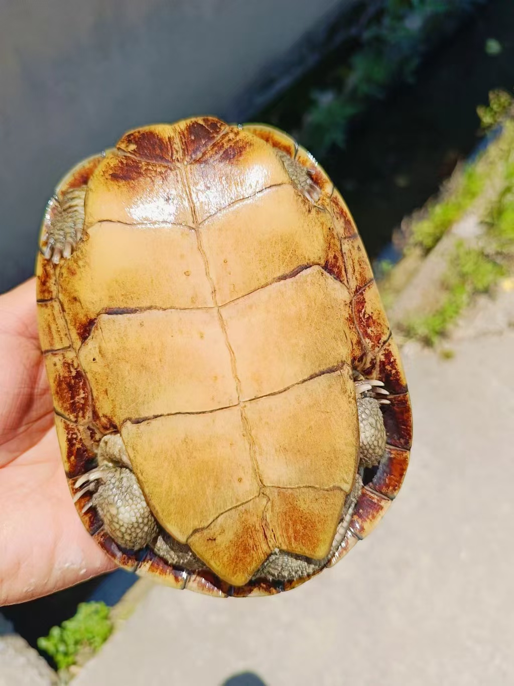 [三黄小青] 池州喉-梅子龟园