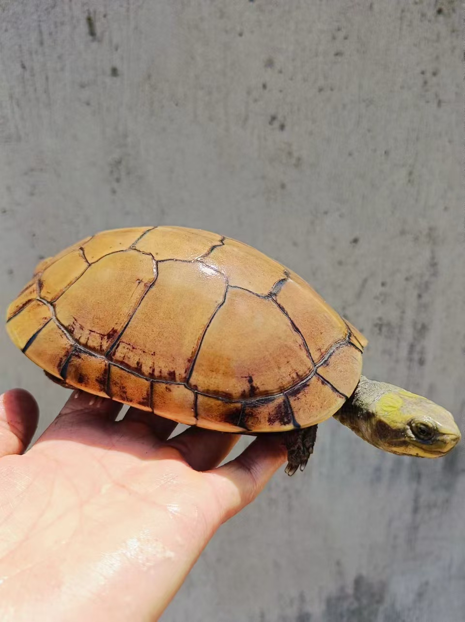 [三黄小青] 池州喉-梅子龟园