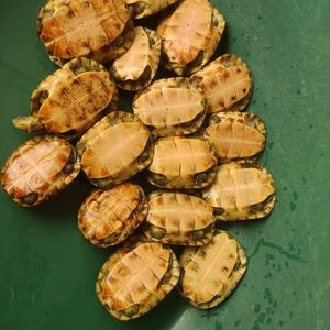 [三黄小青] 池州喉-梅子龟园