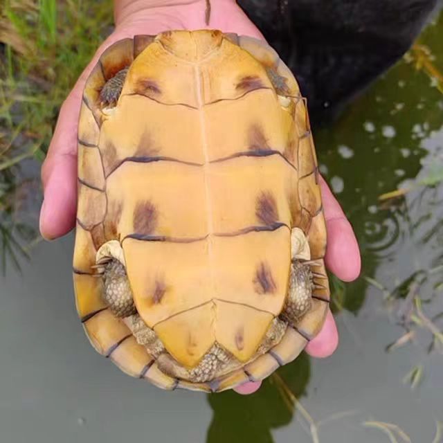 [入门小青] 槿雯家的龟