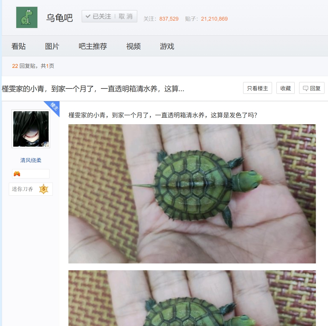 [入门小青] 槿雯家的龟