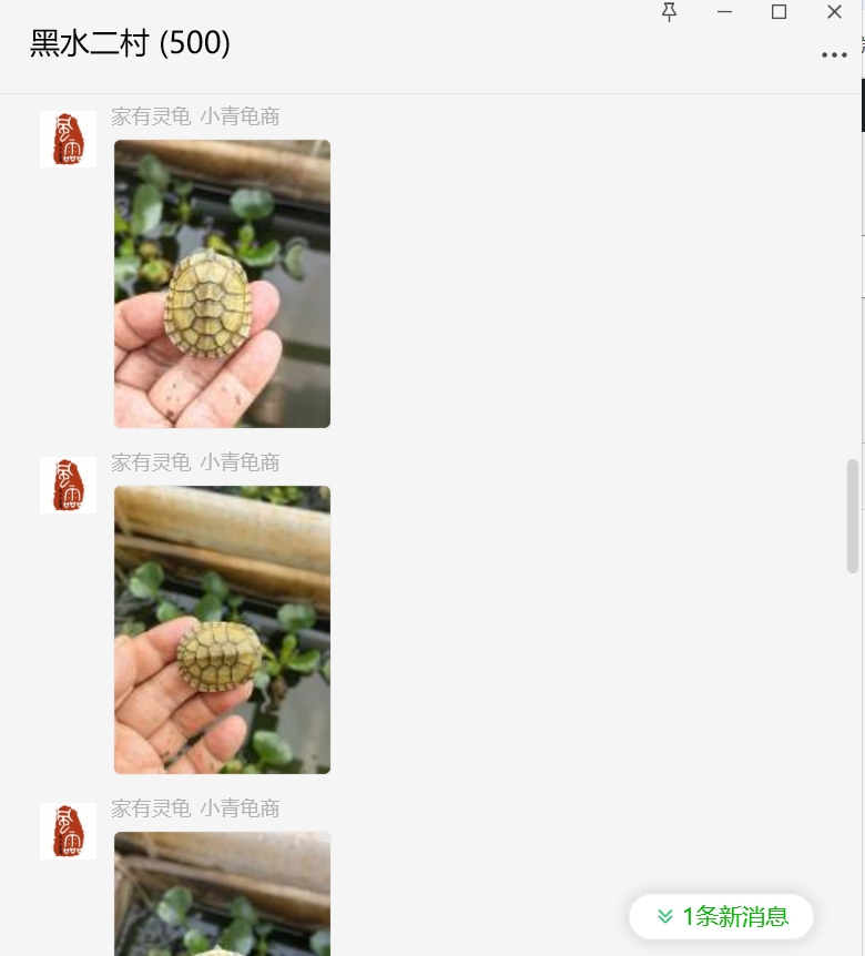 [小青] 家有灵龟-老于