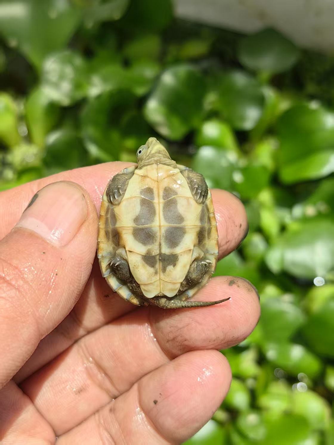 [小青] 家有灵龟-老于