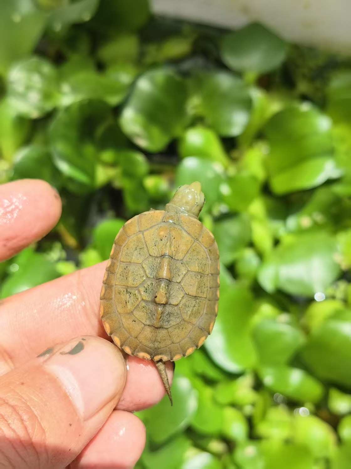 [小青] 家有灵龟-老于