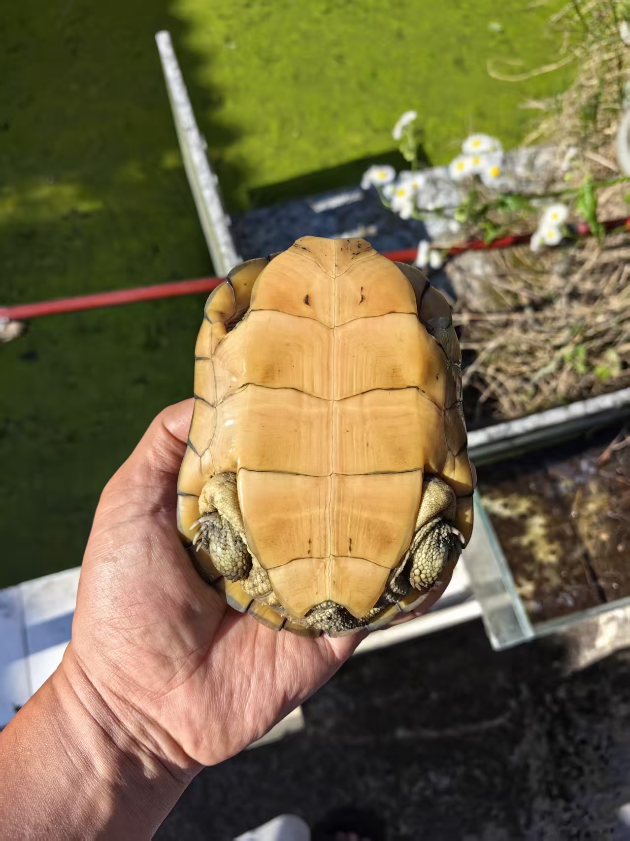 [小青] 家有灵龟-老于