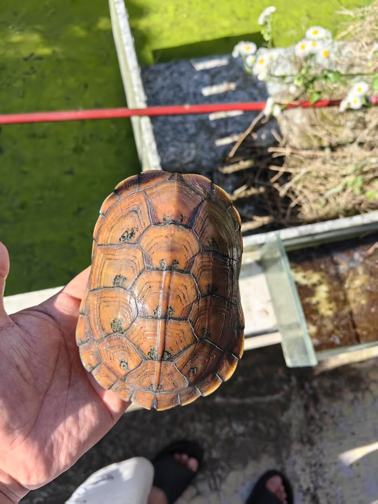 [小青] 家有灵龟-老于