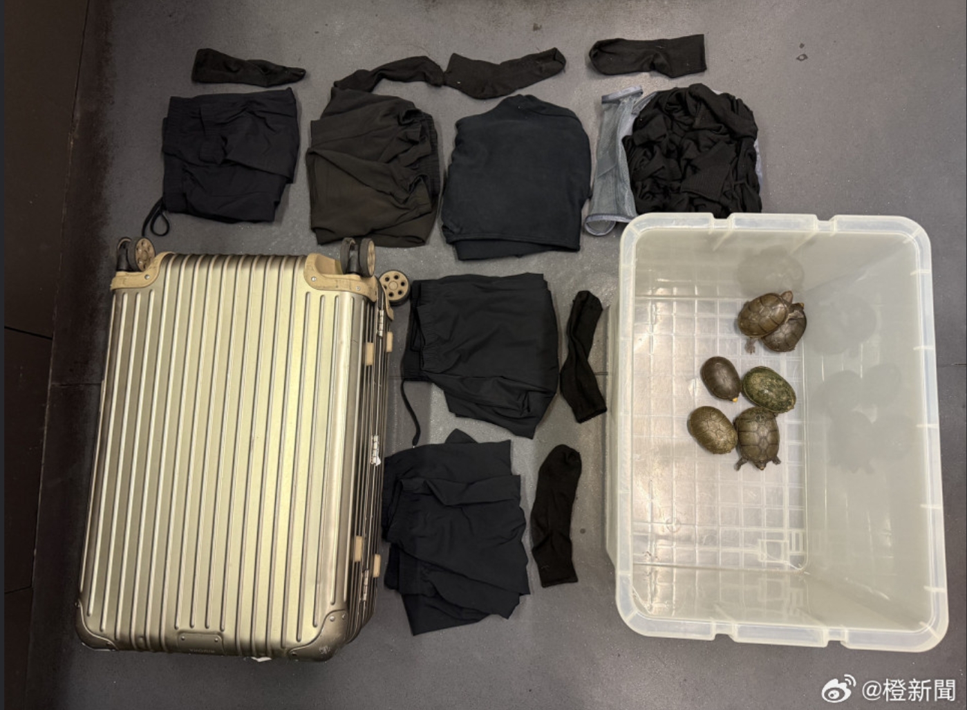 极度濒危｜涉偷运6只瓦拉塔泥龟入境，38岁男子机场被捕