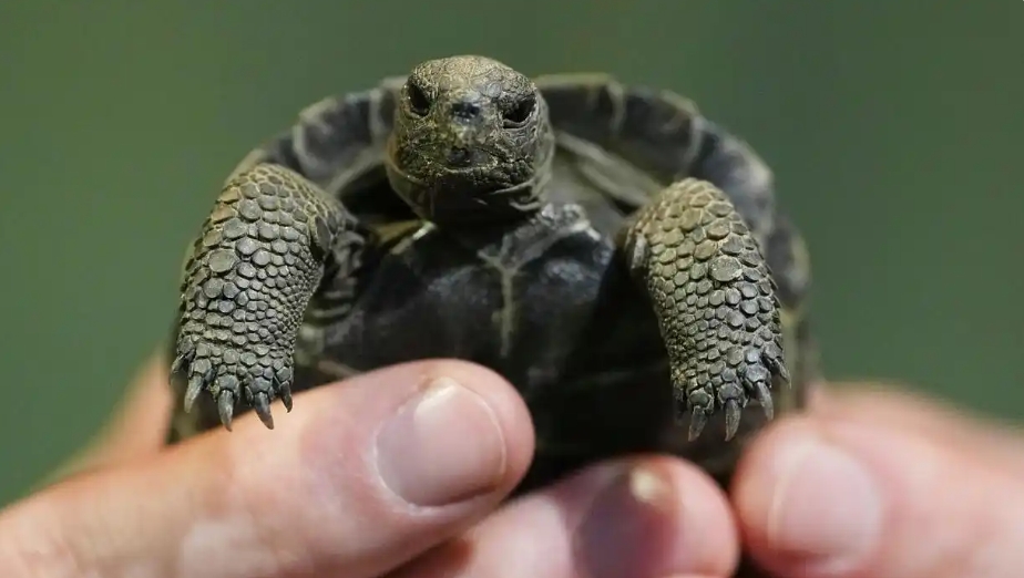 费城动物园孵化出4只极度濒危的加拉帕戈斯象龟