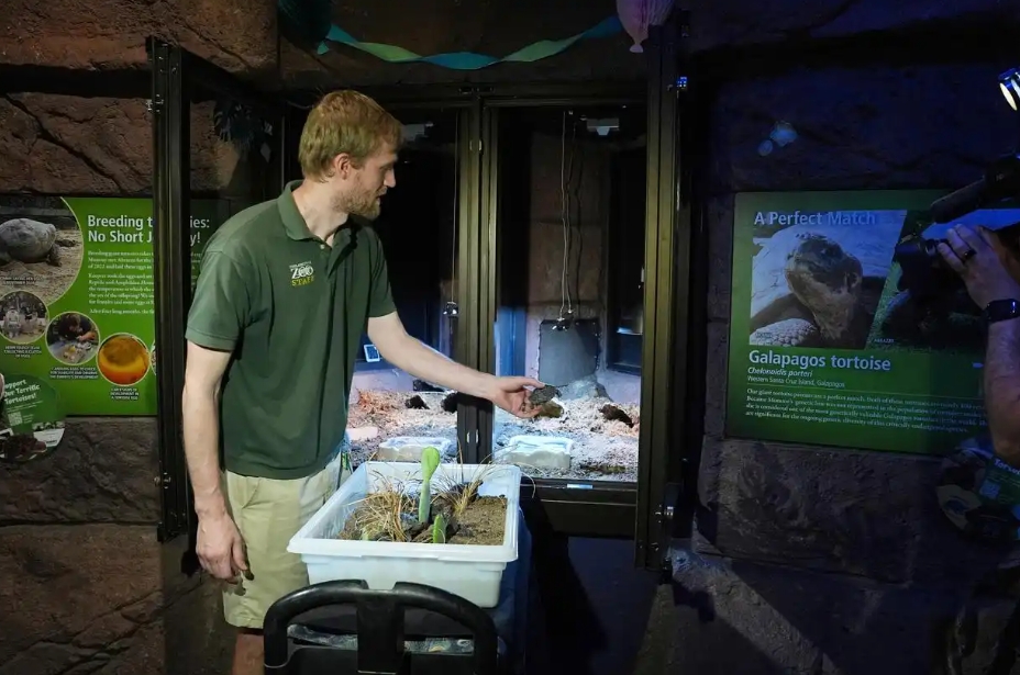 费城动物园孵化出4只极度濒危的加拉帕戈斯象龟
