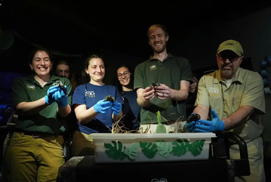 费城动物园孵化出4只极度濒危的加拉帕戈斯象龟