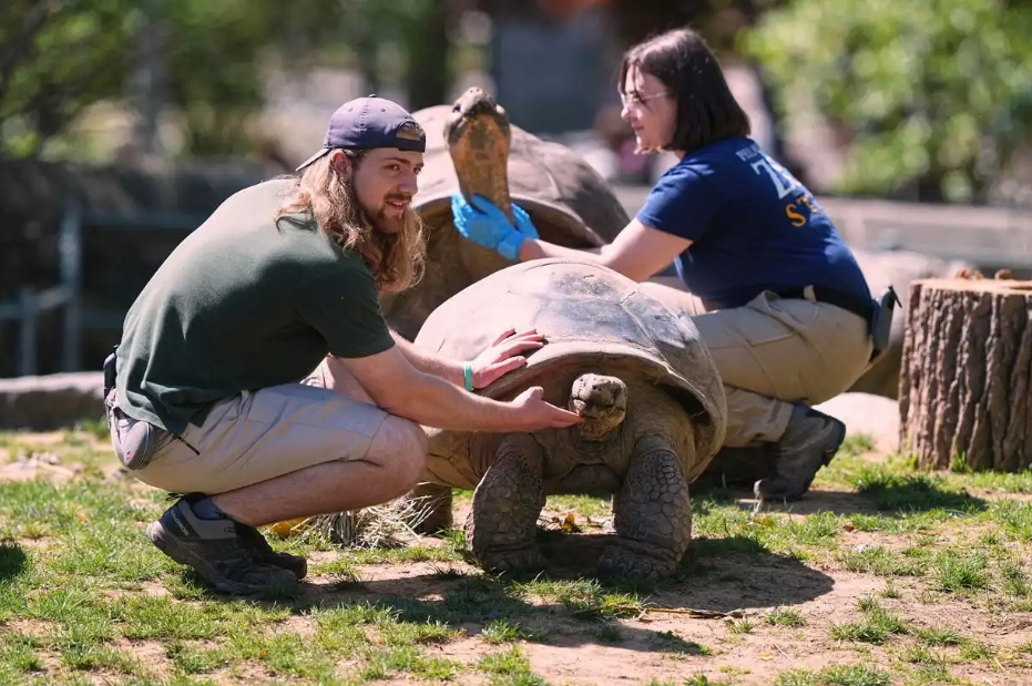 费城动物园孵化出4只极度濒危的加拉帕戈斯象龟