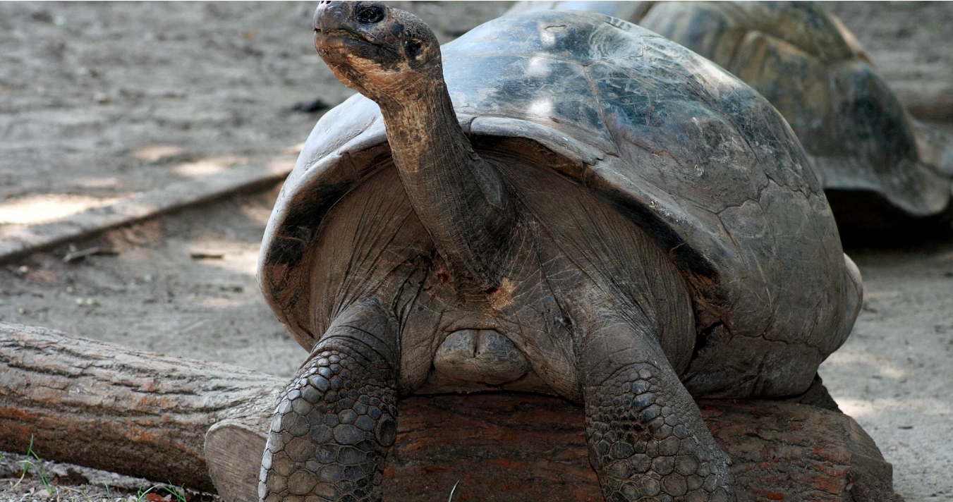 费城动物园孵化出4只极度濒危的加拉帕戈斯象龟