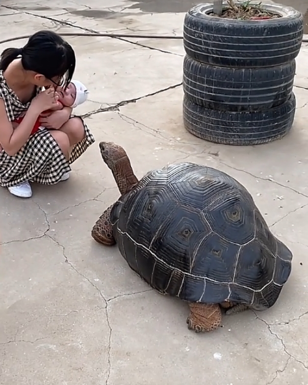 [陆龟] 阿拉丁陆龟养殖