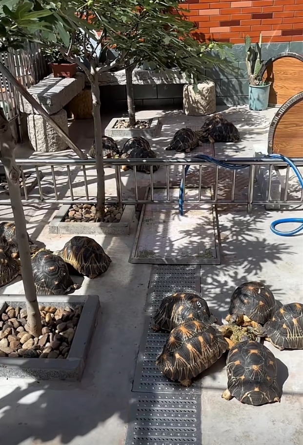 [陆龟] 阿拉丁陆龟养殖