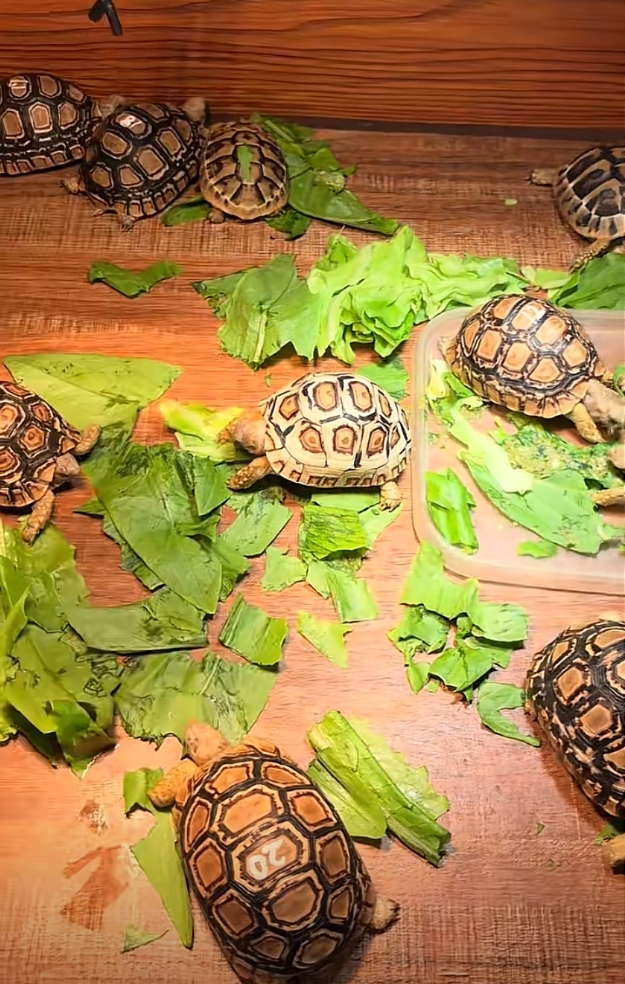 [陆龟] 阿拉丁陆龟养殖