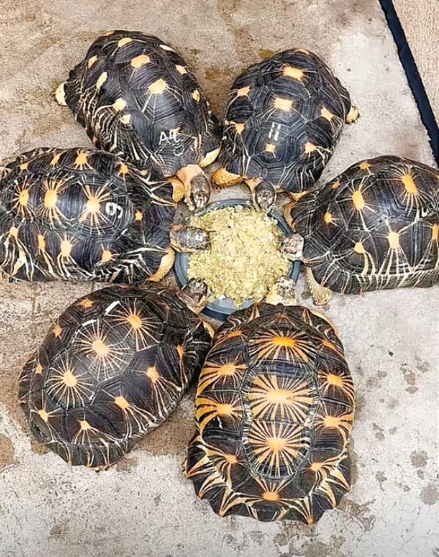 [陆龟] 阿拉丁陆龟养殖