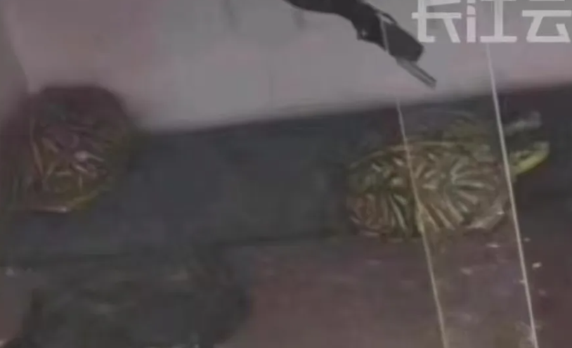 从天而降的乌龟砸中孩子头部致其死亡，饲主被判赔偿130万