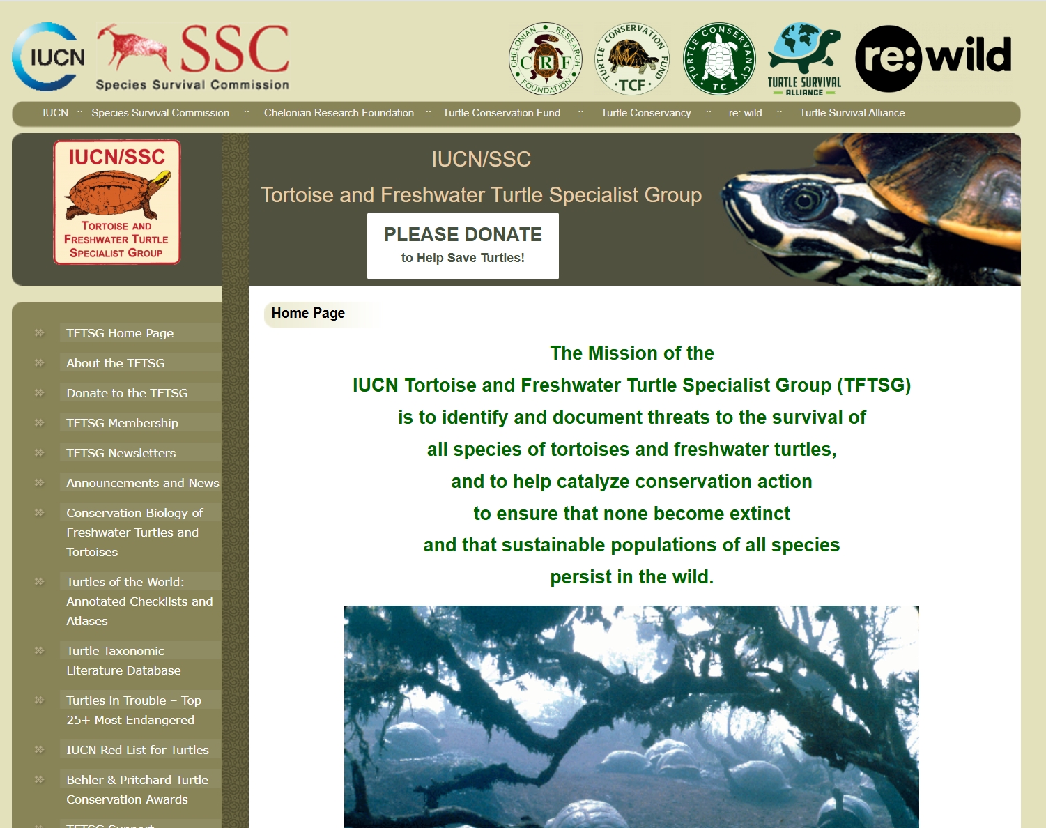 国际龟类保育联盟