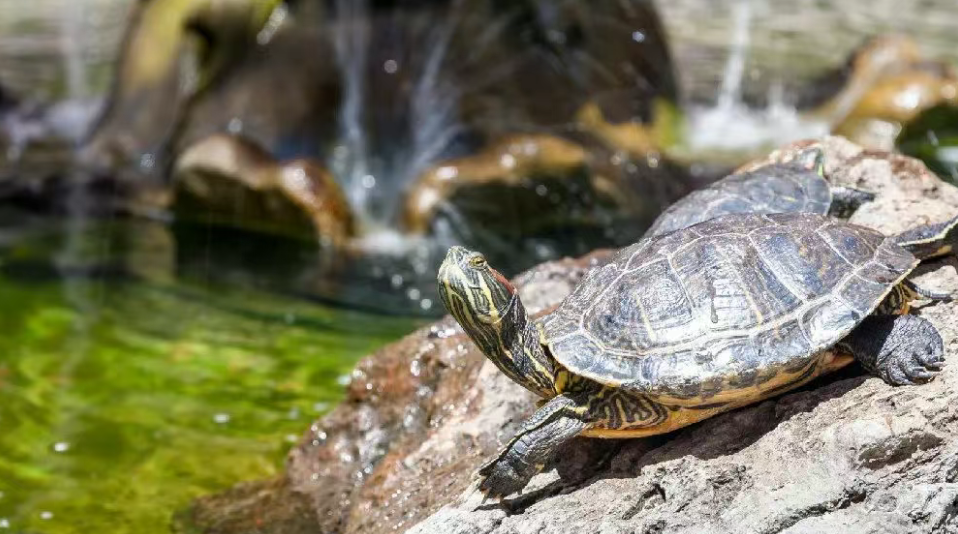 未申报闯关终落网！海关查获1760只无证红耳彩龟