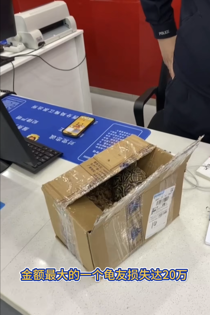 买家找了个顺风车，龟上了车，司机表示龟找不到了