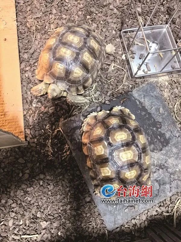 非法收购、出售龟类案件汇总，2023年新修订的《中华人民共和国野生动物保护法》颁布之后的案例