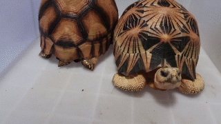 非法收购、出售龟类案件汇总，2023年新修订的《中华人民共和国野生动物保护法》颁布之后的案例