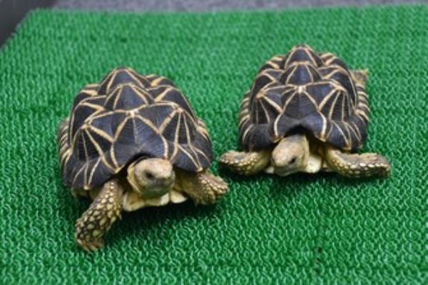 东京水族馆涉嫌伪造濒危龟龟数量，以骗取政府资金
