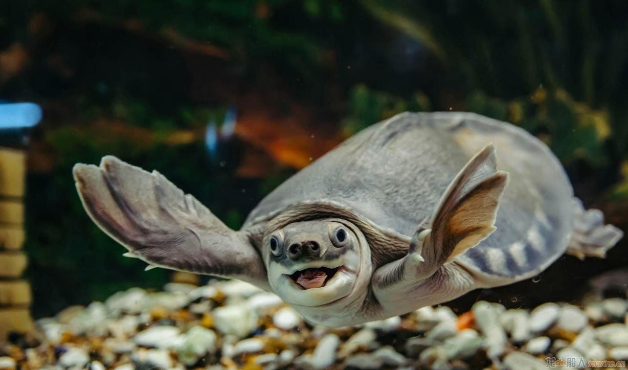 马来西亚海事局查获3300只猪鼻龟