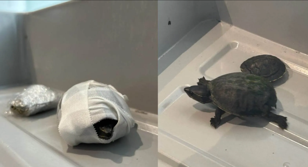 烏龜罩得住？女子「胸罩藏2烏龜」闖安檢，管理局傻眼：別再把動物藏在奇怪地方