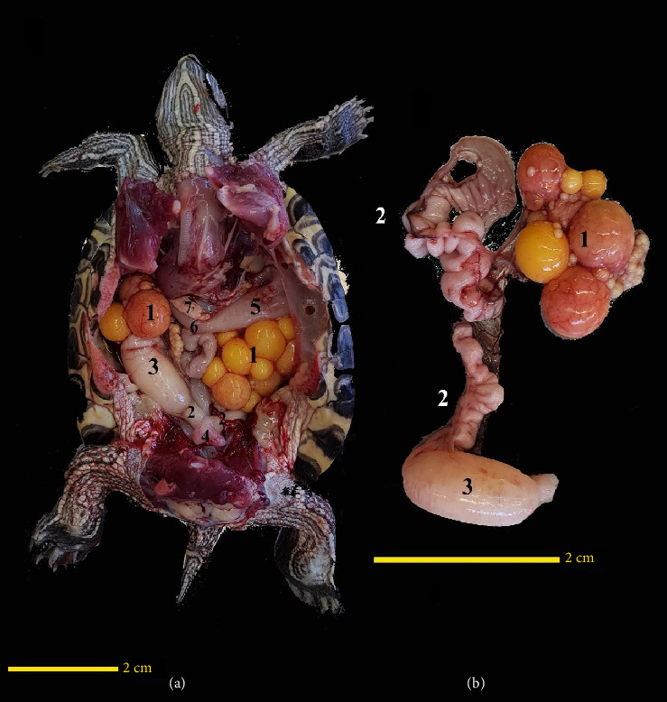 雌性红耳滑龟(俗称巴西龟)体腔器官的腹腔镜解剖学研究及其在保护性绝育手术中的应用价值