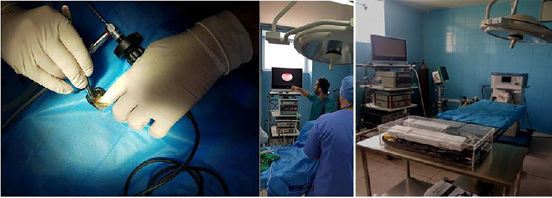 雌性红耳滑龟(俗称巴西龟)体腔器官的腹腔镜解剖学研究及其在保护性绝育手术中的应用价值