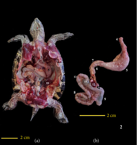雌性红耳滑龟(俗称巴西龟)体腔器官的腹腔镜解剖学研究及其在保护性绝育手术中的应用价值