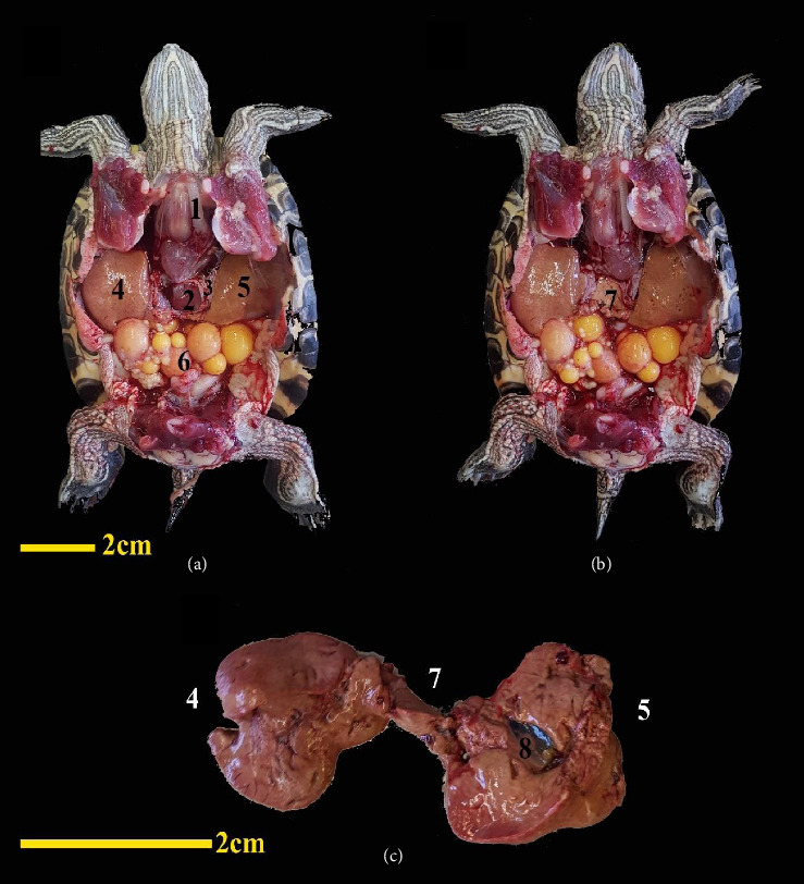 雌性红耳滑龟(俗称巴西龟)体腔器官的腹腔镜解剖学研究及其在保护性绝育手术中的应用价值
