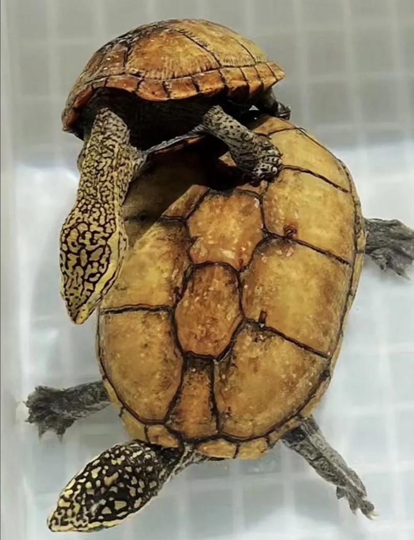 果核惊现910万大单！