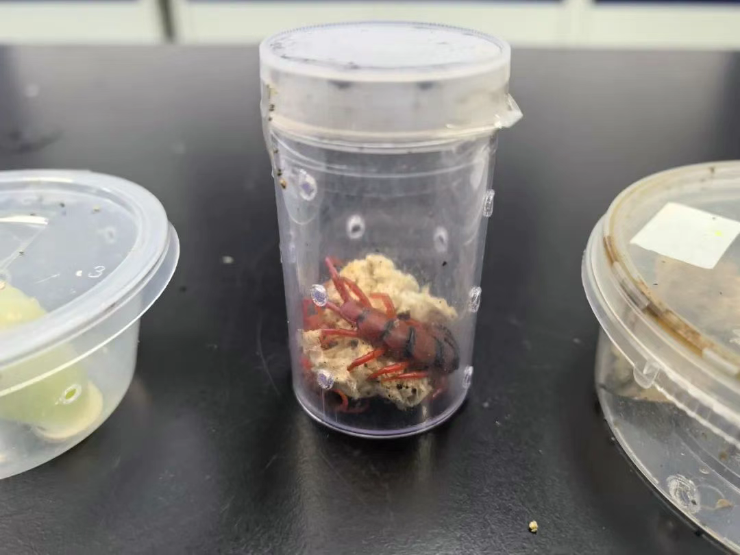 “异宠”：你们的喜欢害了我