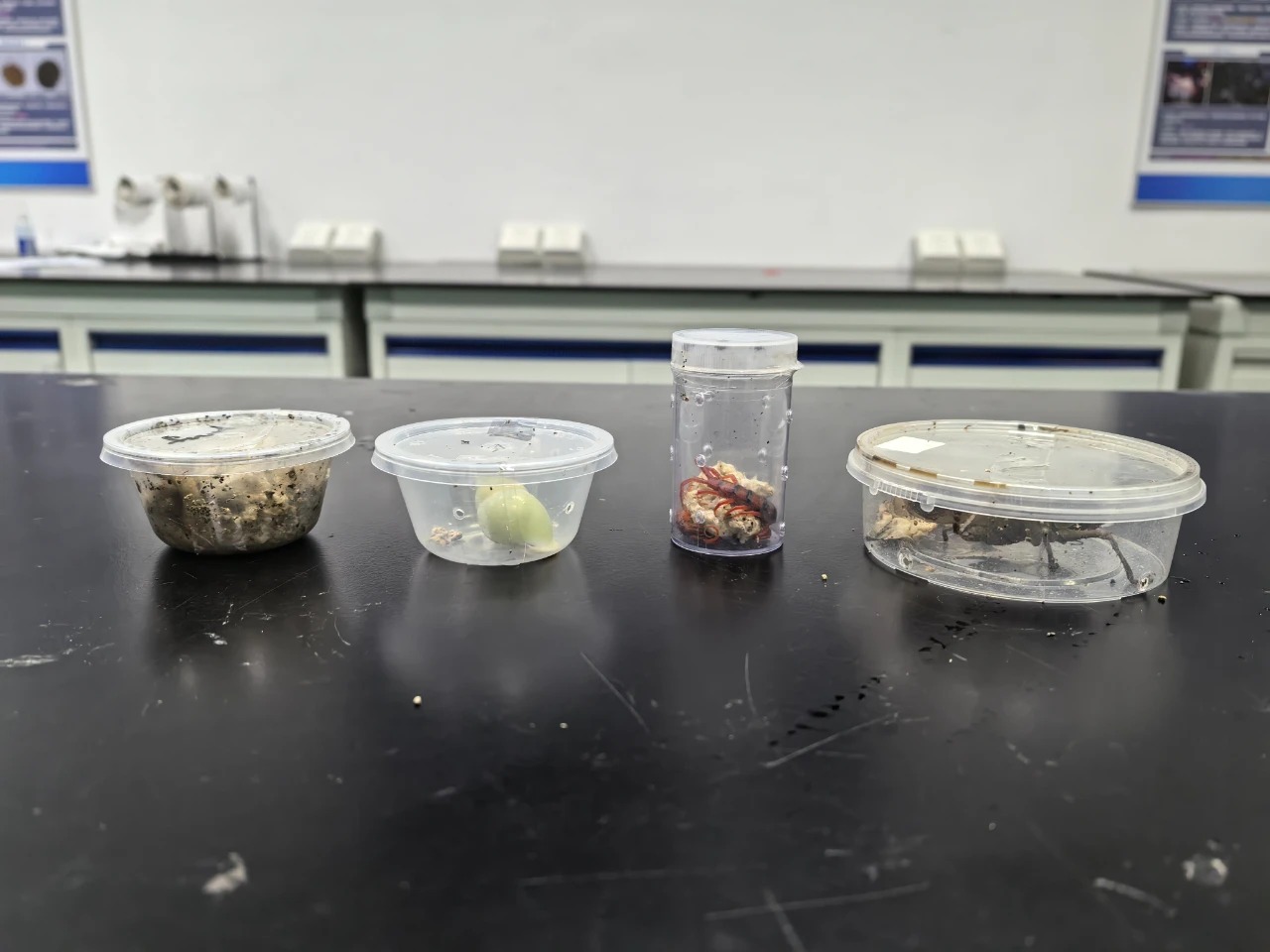 “异宠”:你们的喜欢害了我