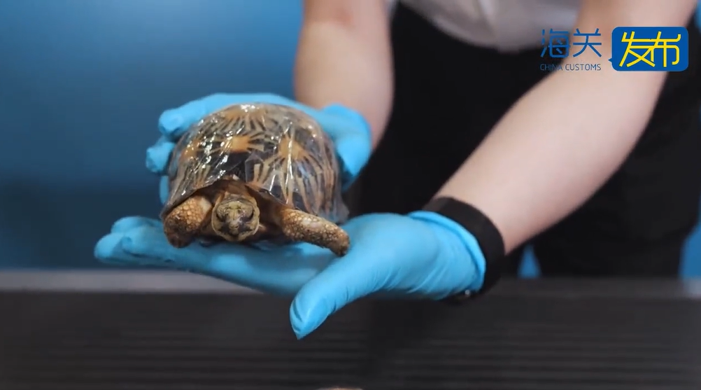 套中龟：上海海关截获辐纹（辐射）陆龟47只