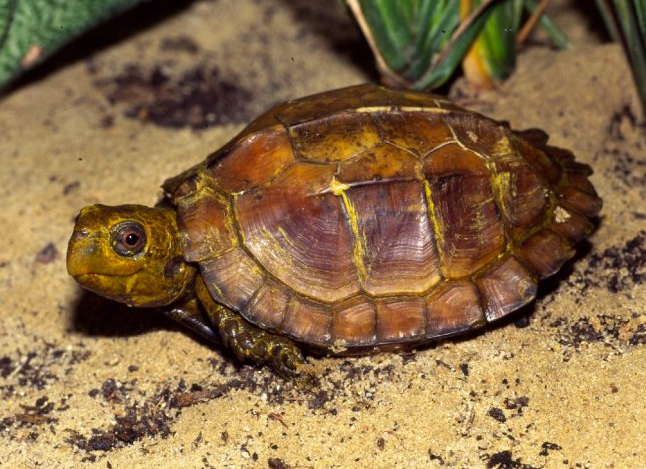 江西抚州乐安县发现国家二级保护动物——锯缘闭壳龟，市民发现，最终成功放生