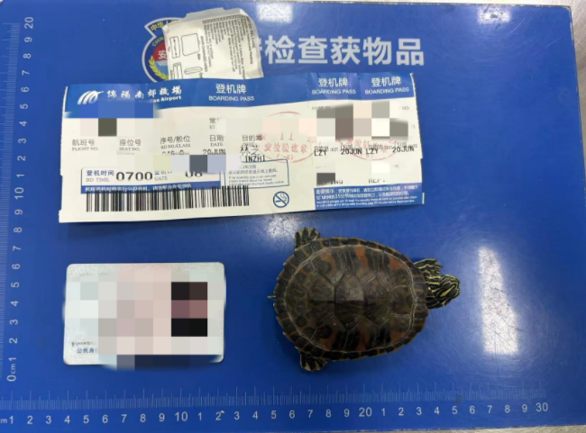 女子将宠物乌龟藏在蝴蝶结盘发内,过安检乘飞机时被查