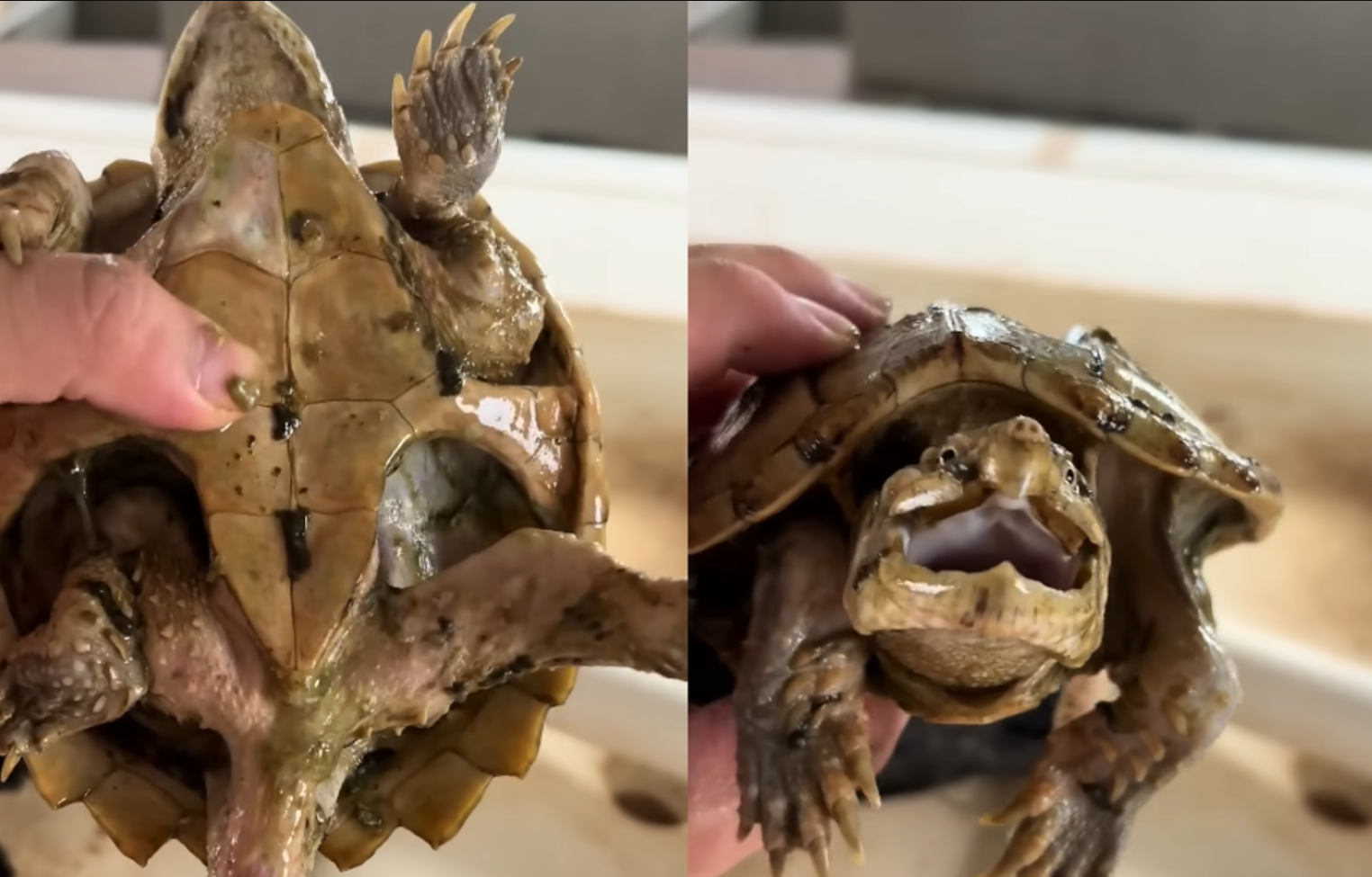 龟坚强：鳄龟被遗忘1年未喂食，惨成“骷髅龟”竟奇迹存活