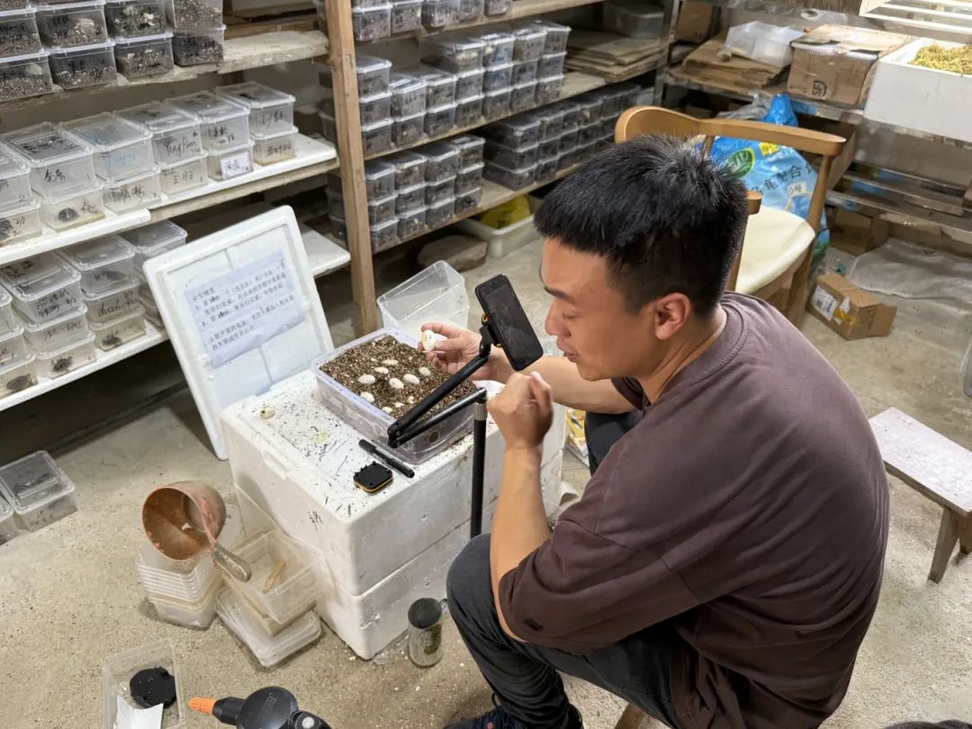 池州“90后”表兄弟,卖乌龟年产值300万元!