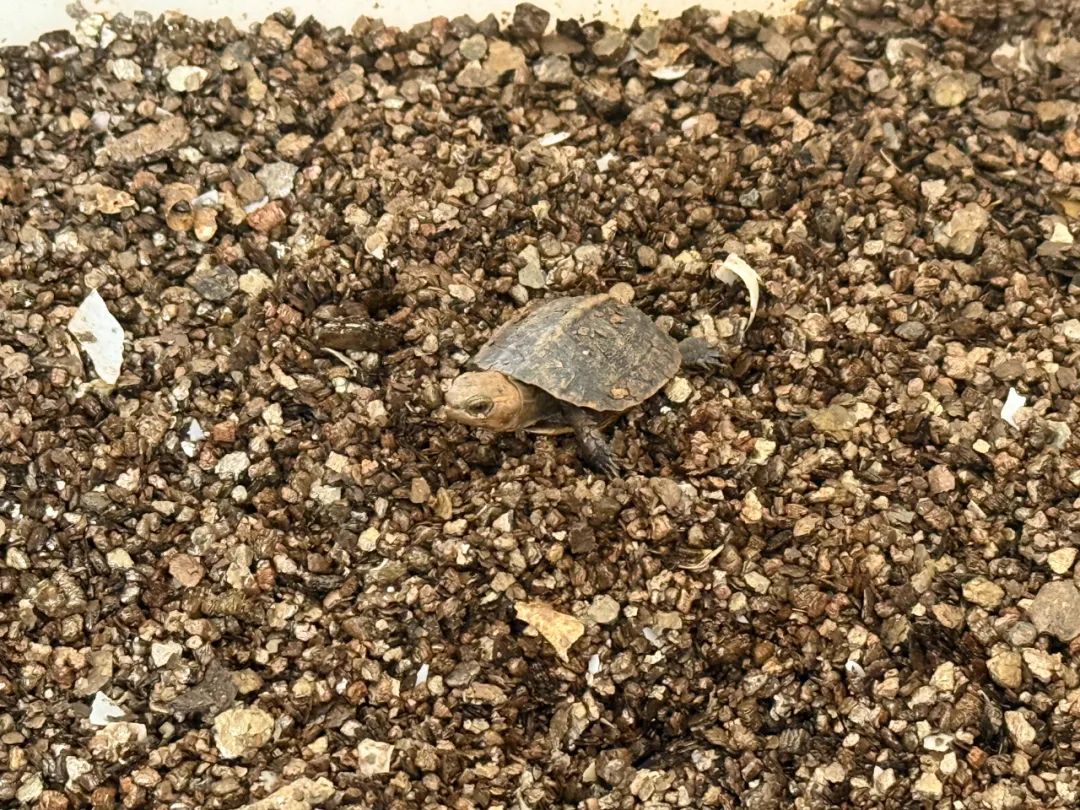 池州“90后”表兄弟,卖乌龟年产值300万元!