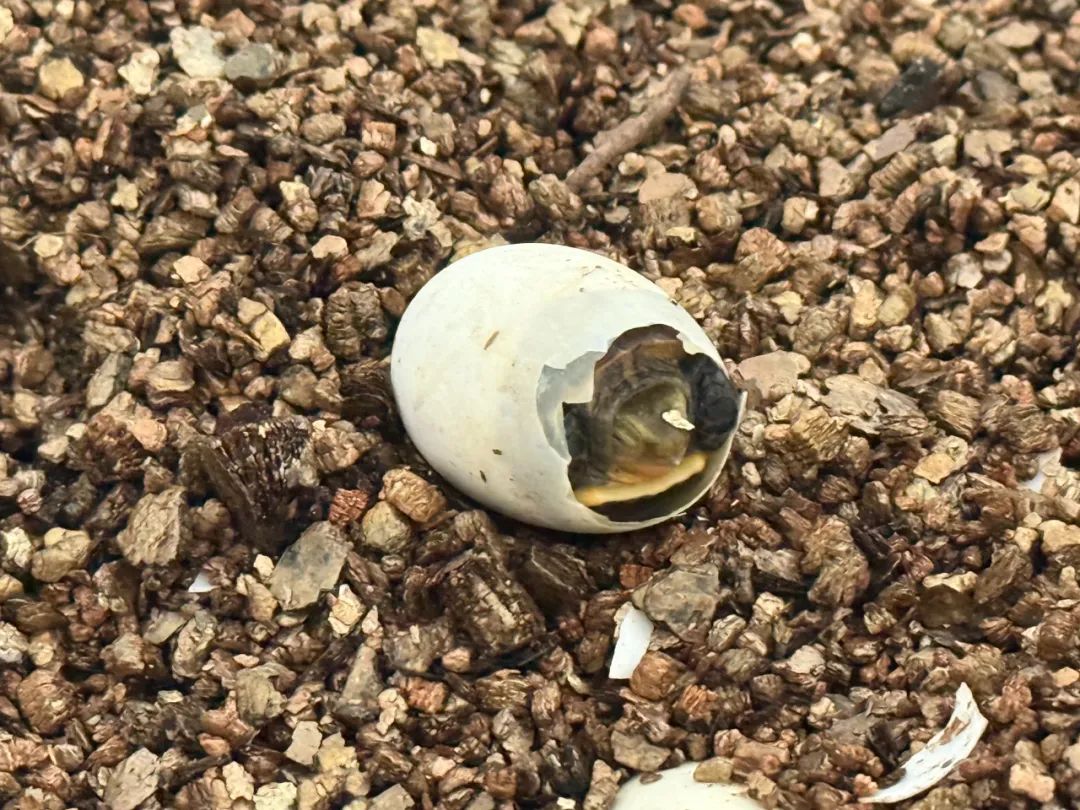 池州“90后”表兄弟,卖乌龟年产值300万元!