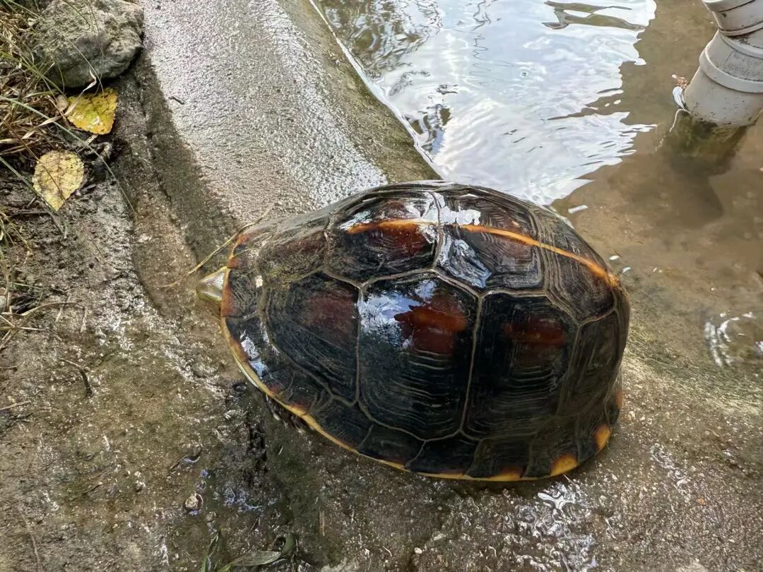 池州“90后”表兄弟，卖乌龟年产值300万元！