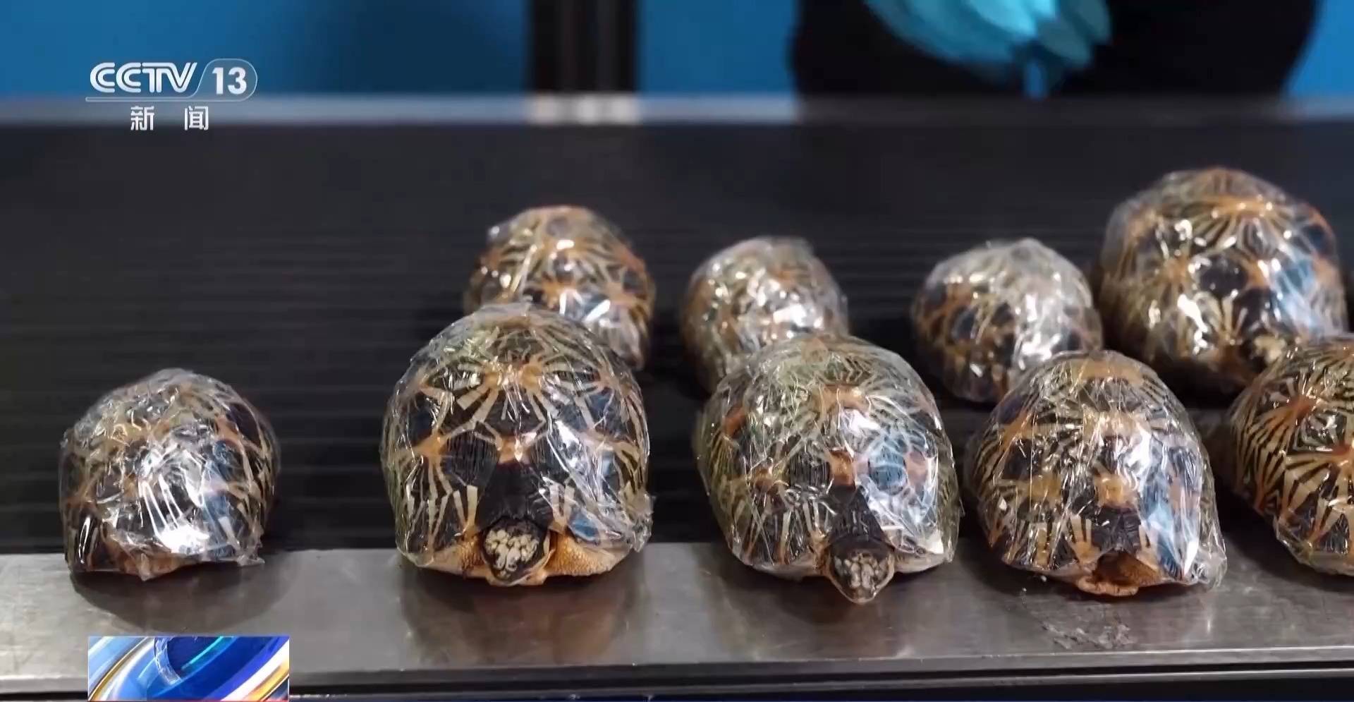 行李内藏乌龟、鳄鱼 海关查获多只濒危活体动物