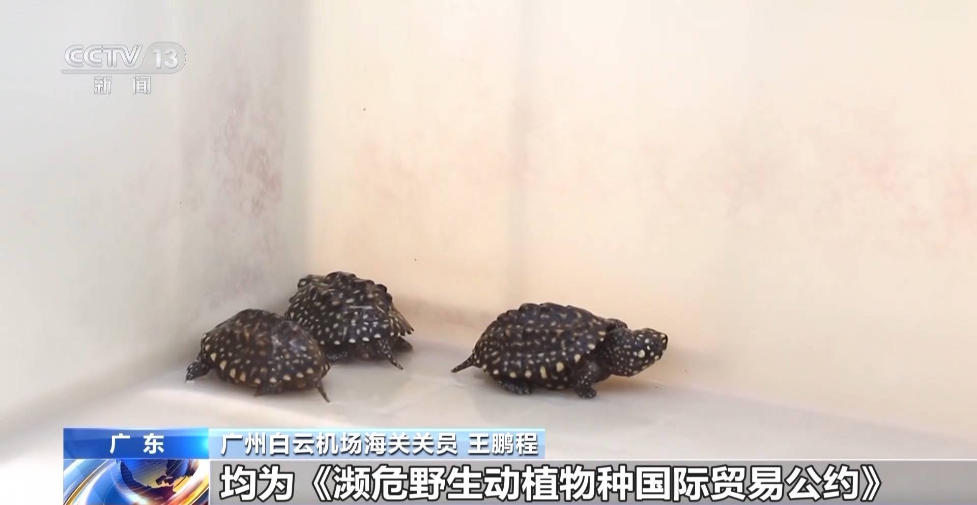 行李内藏乌龟、鳄鱼 海关查获多只濒危活体动物